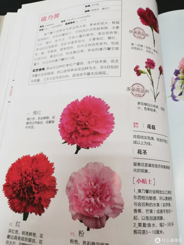康乃馨花期怎么养护管理