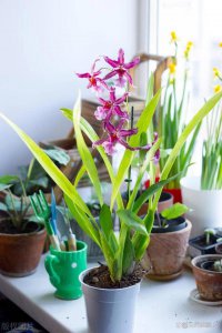 兰花花期怎么养护管理 如何管理兰花花期养护
兰花花期养护技巧