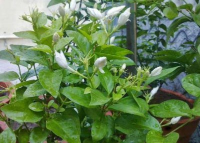 茉莉花期怎么养护管理 如何正确管理茉莉花的生长期？