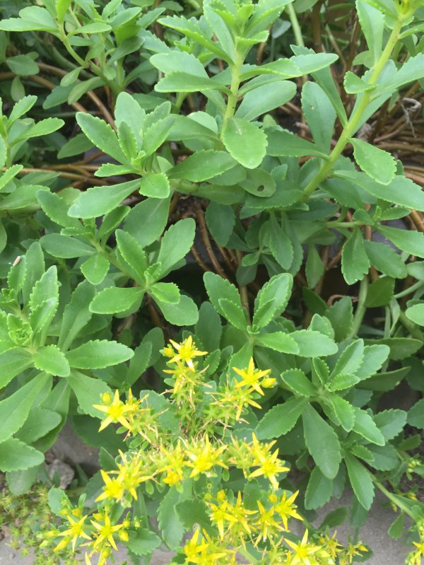 费菜生长在哪里
