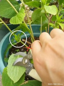 绣球花什么时候剪枝合适 何时是最佳时间给绣球花修剪？