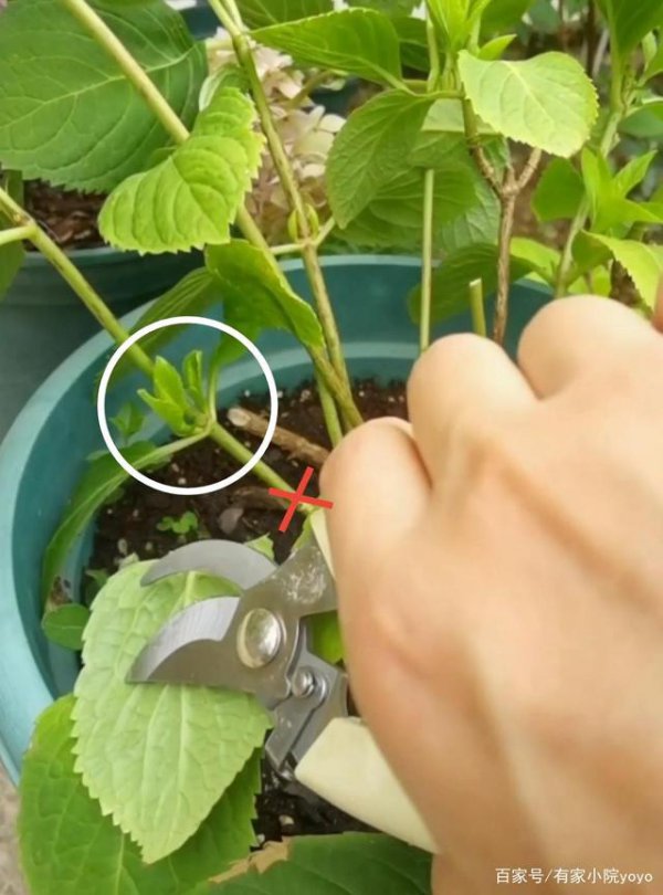绣球花什么时候剪枝合适