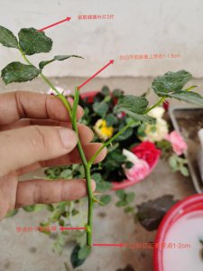 蔷薇什么时候剪枝合适 何时对蔷薇进行修剪是最好的？