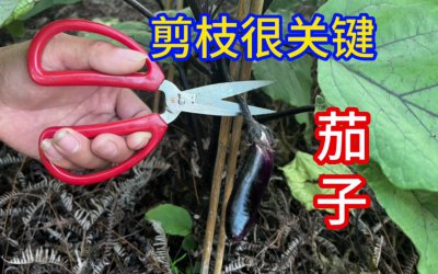 茄子什么时候剪枝合适 茄子何时修剪最合适？