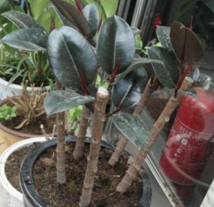 橡皮树什么时候剪枝合适 何时是橡皮树剪枝的最佳时机？