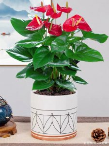 红掌花喜欢阳光吗 红掌花是否喜欢阳光？