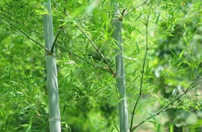 毛竹喜欢阳光吗 喜欢阳光的毛竹
毛竹喜欢晒太阳吗？
