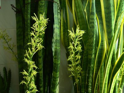 虎尾兰喜欢阳光吗 虎尾兰需要阳光吗？