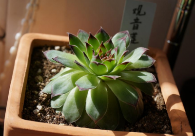 观音莲喜欢阳光吗 观音莲喜欢晒太阳吗？