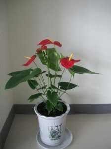 粉掌喜欢阳光吗 粉红色的手掌是否喜欢阳光？