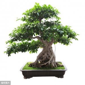 人参榕喜欢阳光吗 人参榕需不需要充足阳光？