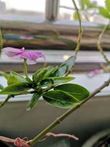 四季梅插枝能活吗 四季梅插枝可存活吗？
