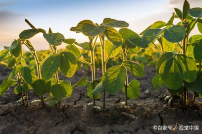 豆子几月份种合适 什么时候种豆子最合适？