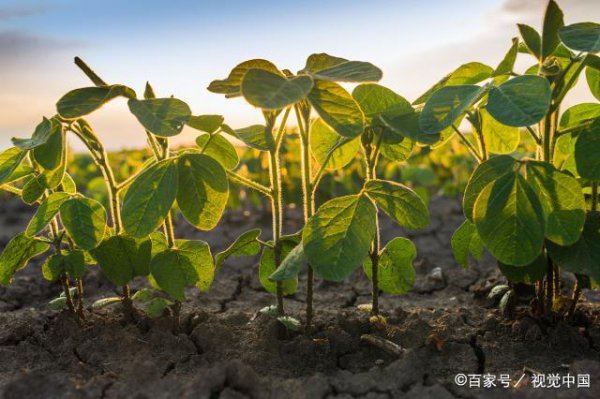豆子几月份种合适