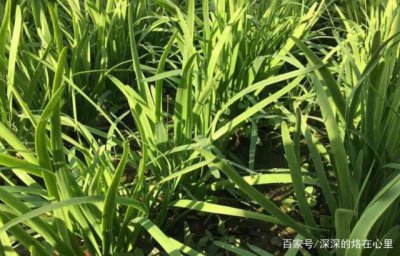 韭菜几月份种合适 什么时候是种韭菜的最佳时间？