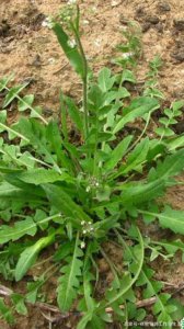 荠菜和芥菜是一种菜吗 荠菜和芥菜属于同一类蔬菜吗？