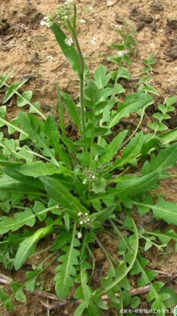 荠菜和芥菜是一种菜吗