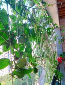 百香果喜阴还是喜阳光的植物 百香果适合阴光还是阳光生长？