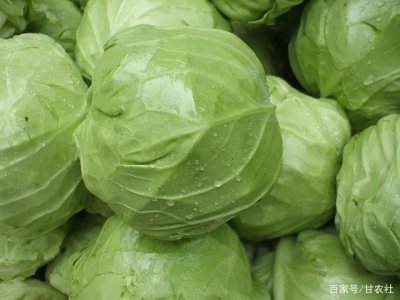 甘蓝菜和包菜是一种菜吗 甘蓝和包菜是同一种蔬菜吗？