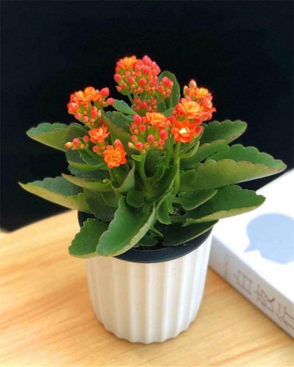 长寿花喜阴还是喜阳光的植物