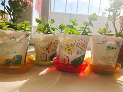 喝剩的酸奶可以浇花吗 酸奶残留液可用于浇花吗？