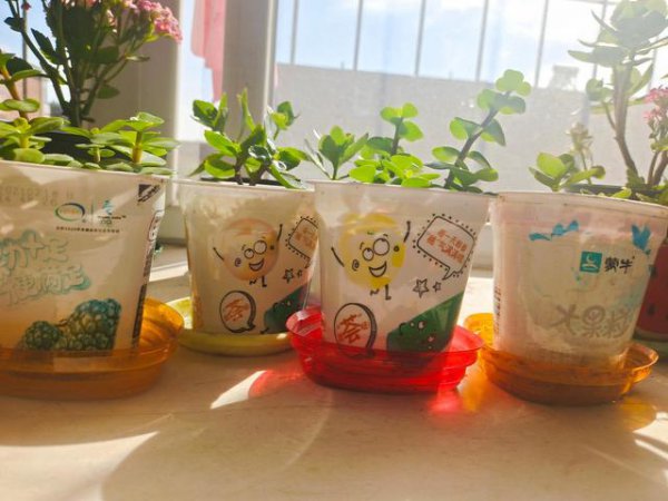 喝剩的酸奶可以浇花吗