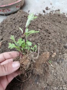 菊花怎么配土 菊花适合种植在哪种土壤？