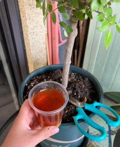 豆油可以浇花吗 豆油适合用来浇花吗？