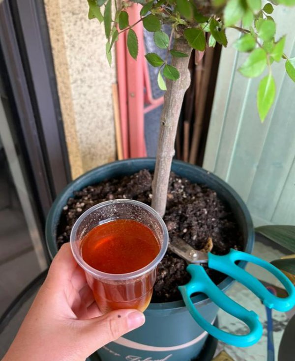 豆油可以浇花吗