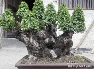 阴坡地适合种什么树 适宜在阴坡地种植哪些树木？