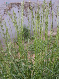 黑麦草耐涝吗 黑麦草是否耐水logging？