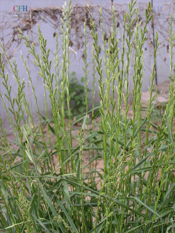 黑麦草耐涝吗