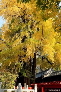 寺院适合种什么树 寺庙适宜植什么树