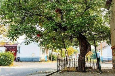 房前适合种什么树 适合在房前种植什么树？