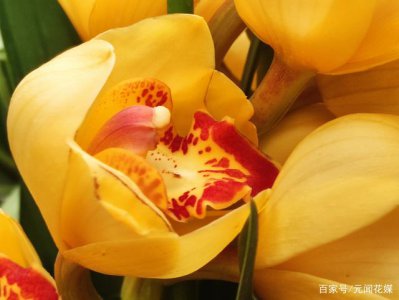 天蝎座适合种什么花 天蝎座适合栽种哪些花卉？