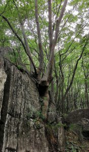 石山适合种什么树 适合种什么树在石山上？