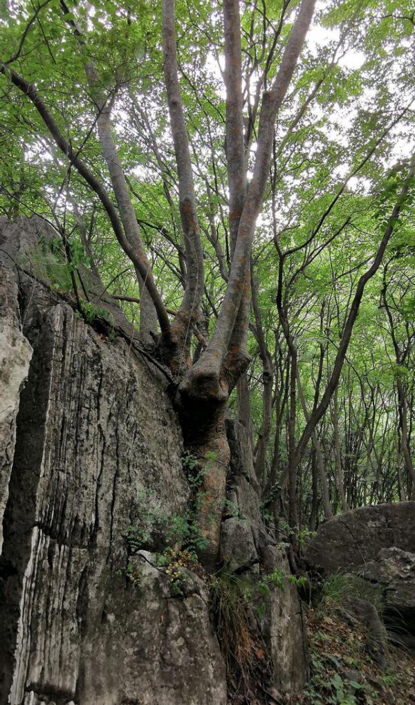 石山适合种什么树