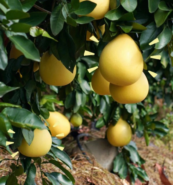 福建适合种植什么水果