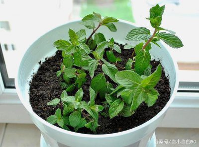 薄荷适合什么土壤种植 薄荷最适合种植在哪种土壤中？