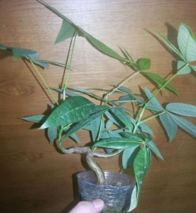 发财树换盆后要浇水吗 换盆后的发财树需要浇水吗？