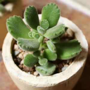 熊童子用深盆还是浅盆好 熊童子适合使用深盆还是浅盆更好？
