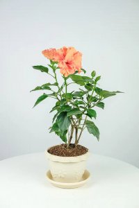 扶?；ㄓ蒙钆杌故乔撑韬?深浅盆适合扶桑花栽培吗？