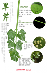 芹菜是喜阳还是喜阴 芹菜适合在阳光充足的环境下生长吗？