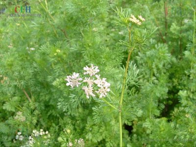 香菜是喜阳还是喜阴 香菜喜欢阳光还是阴凉？