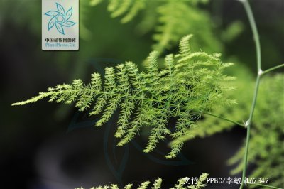 文竹是喜阳还是喜阴 文竹适合喜阳还是喜阴的生长环境？