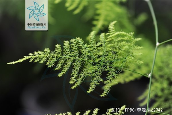 文竹是喜阳还是喜阴
