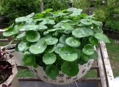 铜钱草怎么配土 铜钱草适合种植在什么土壤中