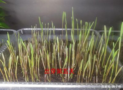 黑麦草种子多久发芽 黑麦草种子发芽需要多久？