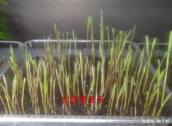 黑麦草种子多久发芽