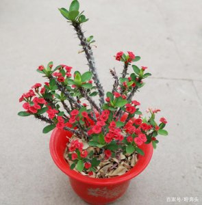 虎刺梅冬天可以剪枝吗 虎刺梅能否在冬季修剪？